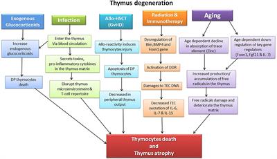 Thymus Degeneration and Regeneration